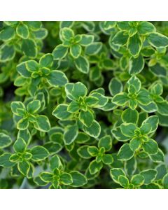 Thymus, Lemon Thyme