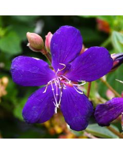 Tibouchina