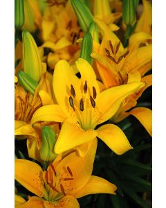 Lilium, Dwarf Asiatic Lily 'Tiny® Bee'