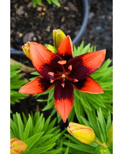 Lilium, Dwarf Asiatic Lily 'Tiny® Ink'