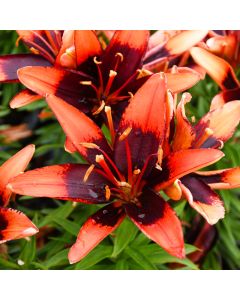 Lilium, Dwarf Asiatic Lily Looks™ 'Tiny Ink'