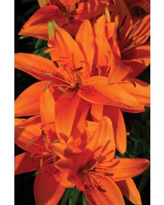 Lilium, Dwarf Asiatic Lily 'Tiny® Invader'
