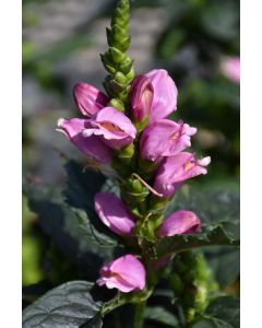 Chelone, Pink Turtlehead, 'Tiny Tortuga™'