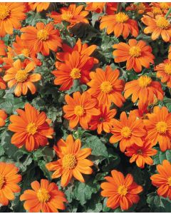 Tithonia, Mexican Sunflower 'Fiesta del Sol'