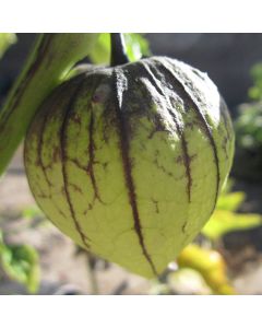 Physalis, Tomatillo 'Tamayo'