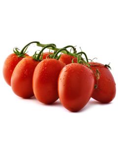Solanum, Bush Tomato, 'Health Kick'