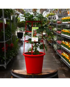  Solanum, Bush Tomato 'Little Bing' Patio Planter with Trellis