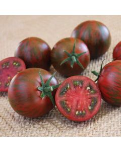 Solanum, Tomato Pole 'Purple Zebra'