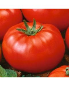 Solanum, Pole Tomato 'Beefsteak Heirloom'