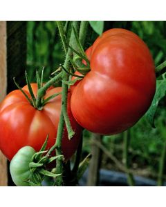 Solanum, Pole Tomato 'Big Boy'