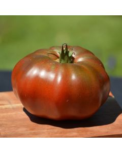 Solanum, Pole Tomato 'Black Krim Heirloom'