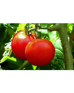 Solanum, Pole Tomato 'Early Girl'