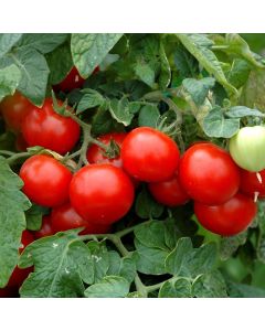 Solanum, Pole Tomato 'Cherry Husky Red'