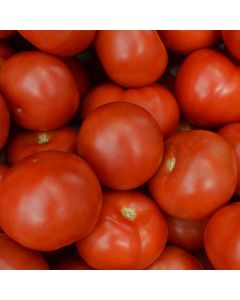 Solanum, Pole Tomato 'Super Fantastic'