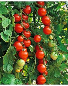Solanum, Pole Tomato 'Super Sweet 100'