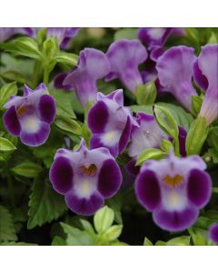 Torenia, Summer Wave® 'Blue'