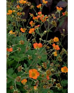 Geum, Hybrid 'Totally Tangerine'