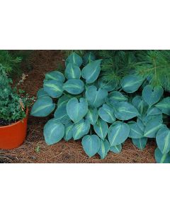 Hosta, Blue-Lime Leaf 'Touch Of Class'