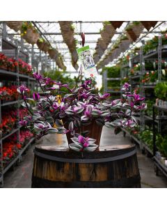 Tradescantia Albiflora 'Nanouk' Hanging Basket