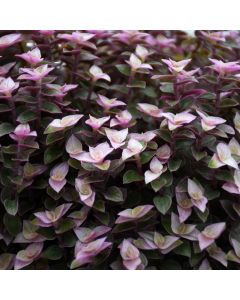 Tradescantia Callisia 'Pink Panther'