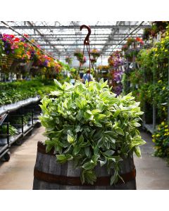 Tradescantia 'Sanna' Hanging Basket