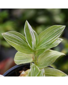 Tradescantia 'Sanna'