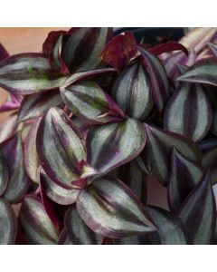 Tradescantia Zebrina