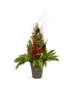 'Traditional Holiday' Spruce Tip Container