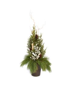 'Traditional Holiday' Spruce Tip Container with White Accents