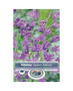 Triteleia, Triplet Lily 'Queen Fabiola'