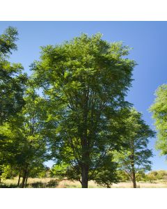 Gymnocladus, Kentucky Coffeetree 'True North™' (Large Sizes)