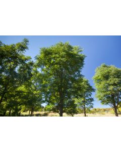 Gymnocladus, Kentucky Coffeetree 'True North™'