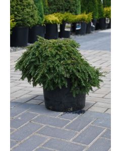 Tsuga, Canadian Hemlock 'Cole's Prostrate'