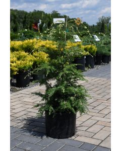 Tsuga, Canadian Hemlock 'Summer Snow'