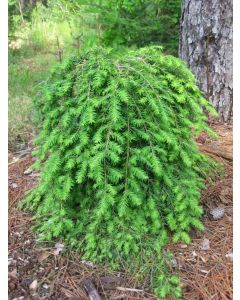 Tsuga, Canadian Hemlock 'Cole's Prostrate'