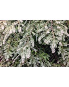 Tsuga, Canadian Hemlock 'Moon Frost'