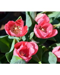 Tulipa, Tulip 'Pink'