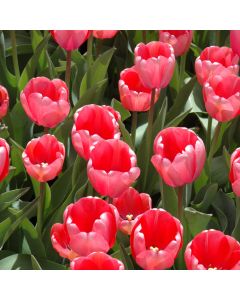 Tulipa, Darwin Hybrid Tulip 'Pink Impression'