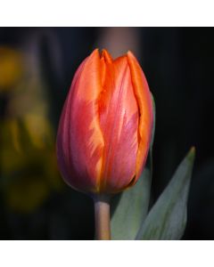 Tulipa, Tulip 'Orange'