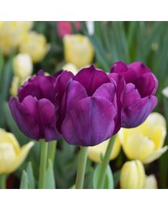 Tulipa, Triumph Tulip 'Saigon'