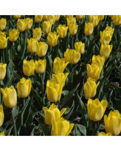 Tulipa, Triumph Tulip 'Strong Gold'