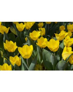 Tulipa, Tulip 'Yellow'
