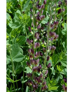 Baptisia, Hybrid False Indigo 'Twilite Prairieblues™'