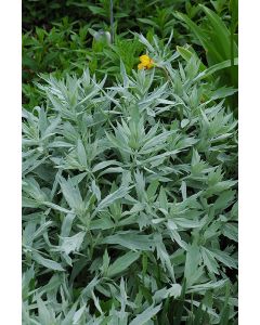 Artemisia, Wormwood 'Valerie Finnis'