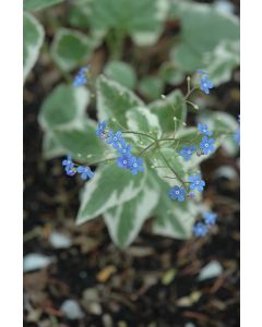 Brunnera, False Forget-Me-Not 'Variegated'