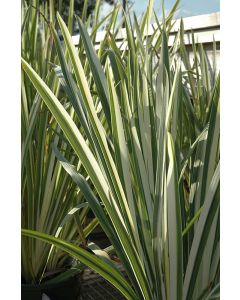 Iris, Japanese 'Variegated'