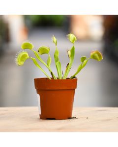 Dionaea Muscipula 'Venus Fly Trap'