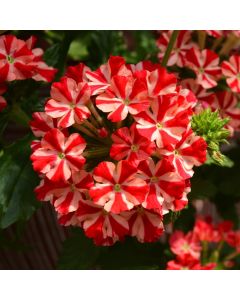 Verbena (Vervain), Samira® 'Red Star'