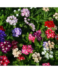 Verbena (Vervain), Tuscany® Mix