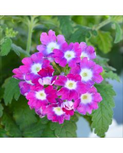 Verbena (Vervain), Cadet Upright™ 'Hot Pink Wink'